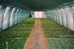 kwekerij van bomen, heesters, sierplanten en vaste planten
