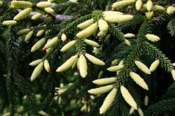 kwekerij van bomen, heesters, sierplanten en vaste planten