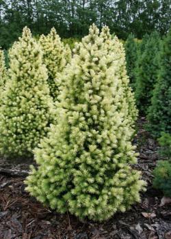 kwekerij van bomen, heesters, sierplanten en vaste planten