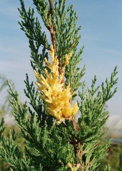 kwekerij van bomen, heesters, sierplanten en vaste planten