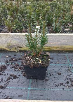 kwekerij van bomen, heesters, sierplanten en vaste planten