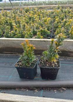kwekerij van bomen, heesters, sierplanten en vaste planten
