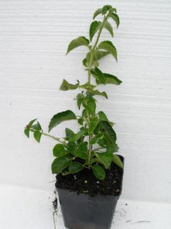 kwekerij van bomen, heesters, sierplanten en vaste planten