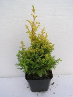 kwekerij van bomen, heesters, sierplanten en vaste planten