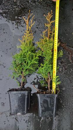 kwekerij van bomen, heesters, sierplanten en vaste planten