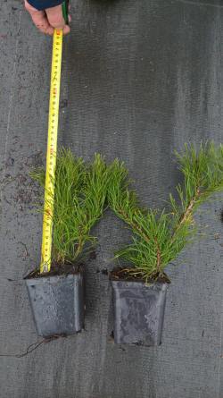 kwekerij van bomen, heesters, sierplanten en vaste planten