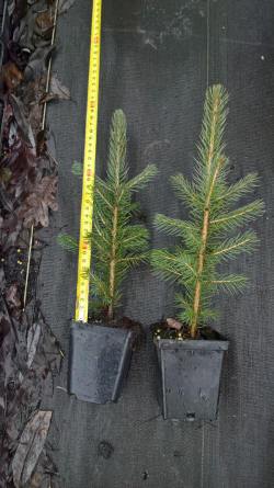 kwekerij van bomen, heesters, sierplanten en vaste planten